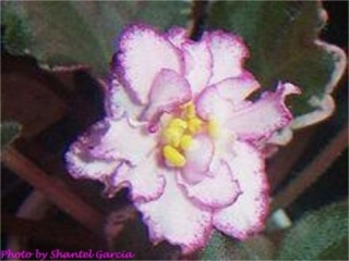Buckeye Fiesta 06/25/2001 (P. Hancock) Semidouble-double rose-pink ruffled star/variable wide raspberry fantasy edge. Variegated dark green, pink and cream, heart-shaped, glossy, serrated/red back. Large (DAVS 1625)