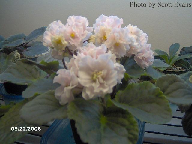 Cabbage Patch (E. Champion) Double light pink ruffled. Crown variegated dark green and ivory, plain. Standard