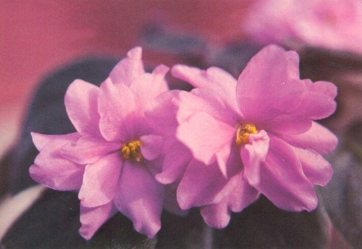Cactus Rose 12/02/1980 (I. Fredette) Double bright pink. Plain. Standard