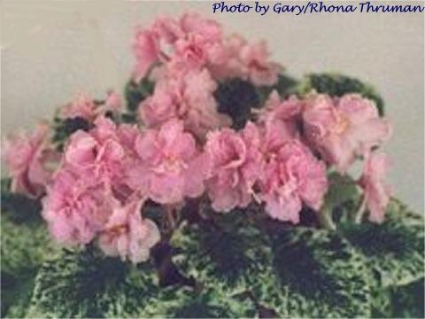 Cairo Cutie 04/19/1983 (B. Bryant) Double pink two-tone/white-green frilled edge. Variegated, ovate, quilted, serrated. Standard (TX Hyb)