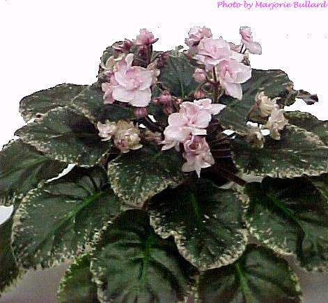 Cajun Heritage 05/15/1989 (J. Domiano) Double light pink wavy pansy/darker upper tips. Mosaic variegated dark green, pointed, glossy. Large (DAVS 1202)
