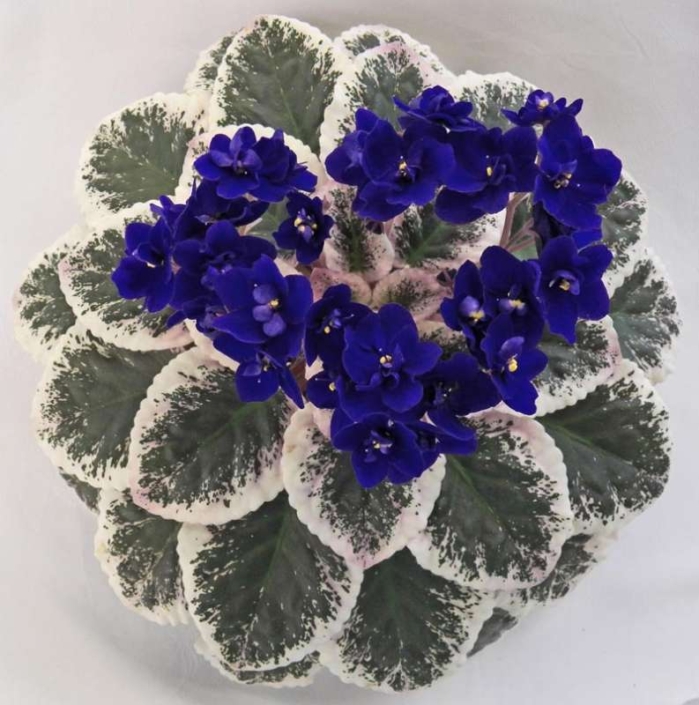 Cajun's Code Blue 12/07/2013 (B. Thibodeaux) Single-semidouble dark blue pansy. Variegated medium green, white and pink, plain, heart-shaped, quilted. Standard (DAVS 1780)