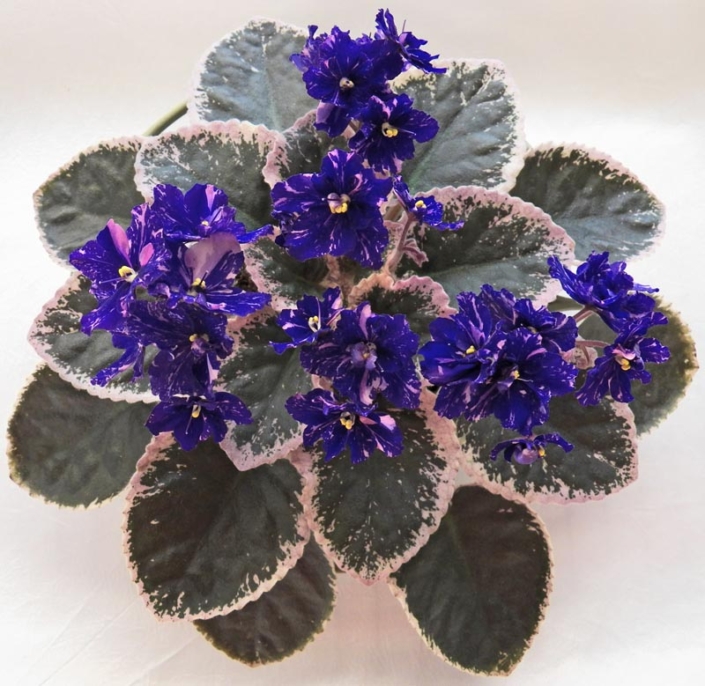 Cajun's Drama Queen 01/11/2013 (B. Thibodeaux) Semidouble dark blue frilled pansy/pink and white fantasy. Variegated medium green, white and pink, plain, serrated. Standard (DAVS 1770)
