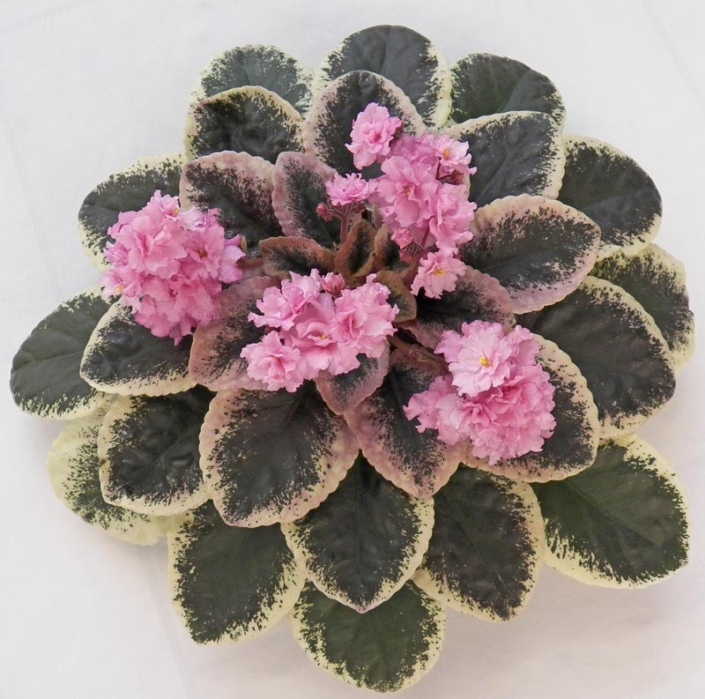 Cajun's Freckleface Kid 01/11/2013 (B. Thibodeaux) Semidouble-double pink frilled pansy/variable raspberry speckled edge. Variegated dark green, cream and pink, plain, heart-shaped. Standard (DAVS 1774)