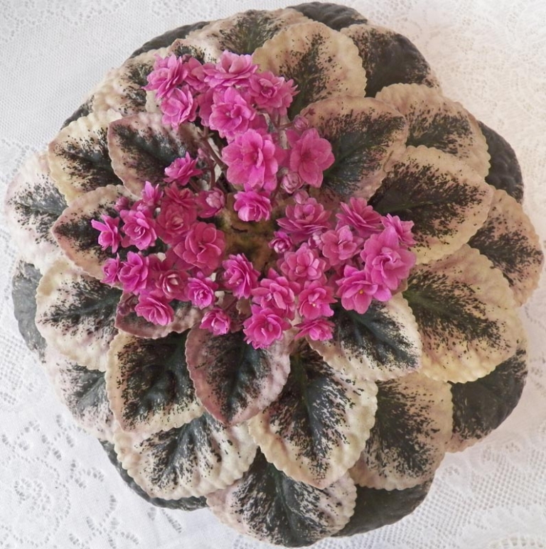 Cajun’s Hot Expectations African Violet Society of America