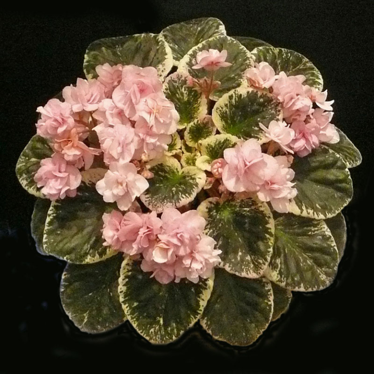 Cajun’s Pink Crepe Paper – African Violet Society of America