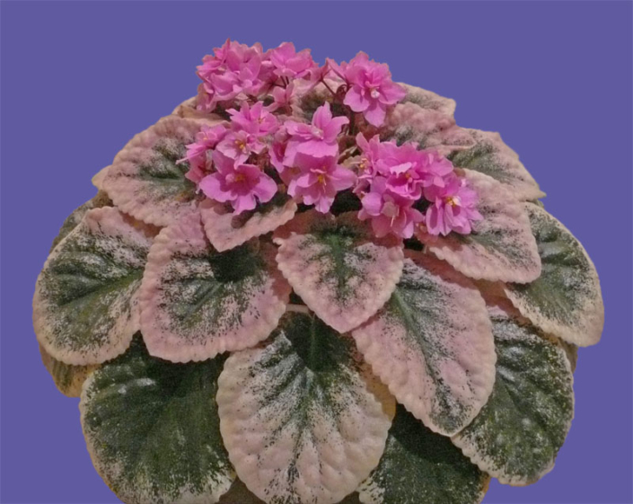 Cajun's Simply Elegant 03/15/2015 (B. Thibodeaux) Single-semidouble bright pink pansy. Variegated dark green, cream and pink, heart-shaped, quilted/red back. Standard (DAVS 1802)