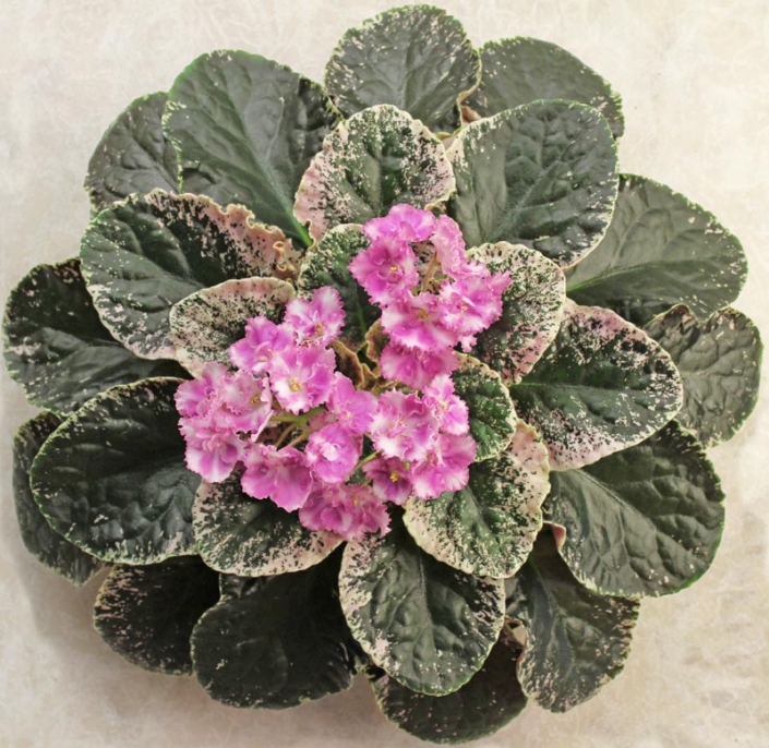Cajun's Zydeco 01/30/2016 (B. Thibodeaux) Single-semidouble white frilled pansy/bright pink patches. Variegated dark green, cream and pink, plain, ovate/red back. Large (DAVS 1810)