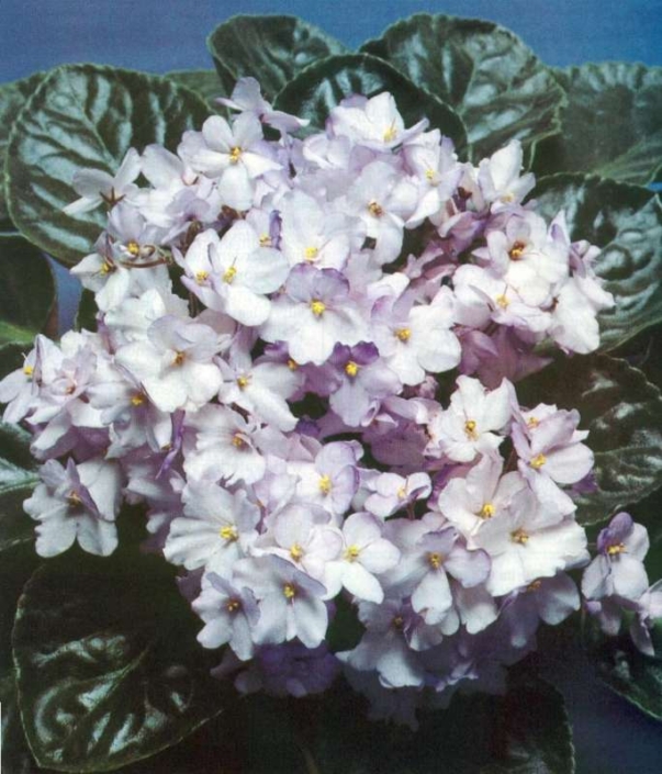 Call Me Friend 10/01/1985 (J. Domiano) Double pale lavender/purple-tipped top petals. Dark green, plain. Large (DAVS 843)