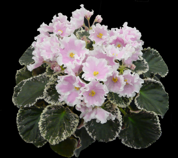 Carolina Elegant Affair 07/31/2017 (L. Abplanalp) Single-semidouble white ruffled star/pink patches. Variegated medium green and white, quilted, wavy. Standard