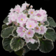 Carolina Elegant Affair 07/31/2017 (L. Abplanalp) Single-semidouble white ruffled star/pink patches. Variegated medium green and white, quilted, wavy. Standard