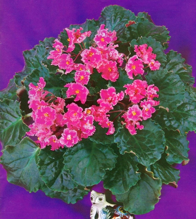 Cat&#039;s Meow 11/11/1977 (J. Swift) Semidouble fuchsia star/white frilled edge. Quilted, wavy. Large (TX Hyb)