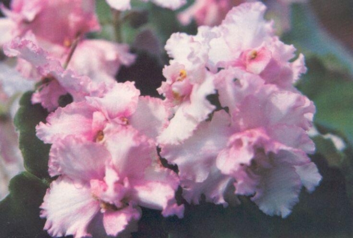 Cherry Frosting 03/18/1981 (I. Fredette) Semidouble-double white and red. Plain. Standard