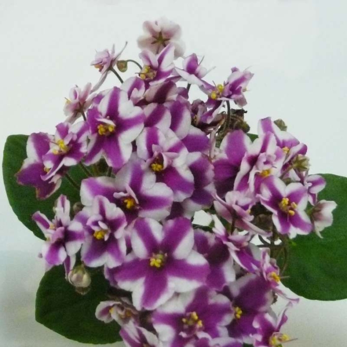 Cherry Princess 04/09/2012 (P. Sorano/Lyndon Lyon Greenhouses) Semidouble-double chimera white pansy/fuchsia stripe. Medium green, heart-shaped. Semiminiature
