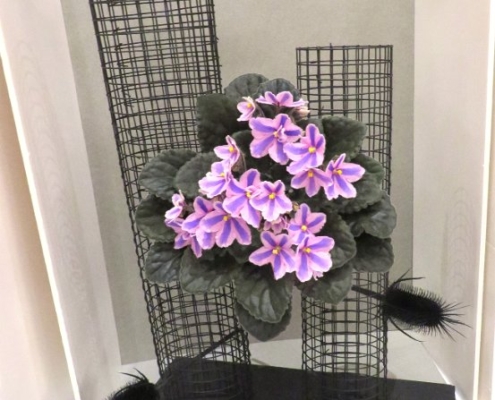 A modern design using an African violet with bicolor flowers elevated between two cylinders of black wire fencing.