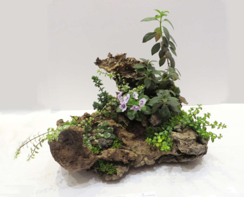 Natural garden with chunk of weathered wood planted with various creeping and vining plants and one blooming African violet