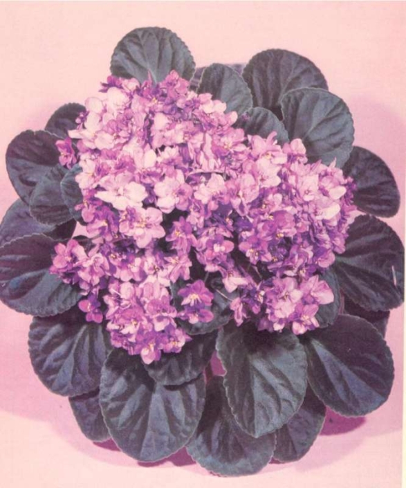 Dance Time 07/05/1985 (H. Pittman) Semidouble lavender and purple shaded. Dark green, plain, quilted. Standard (DAVS 816, TX Hyb)
