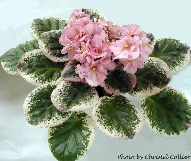 D - African Violet Society of America