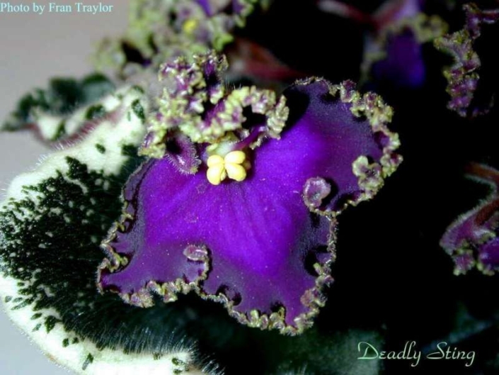 Deadly Sting (S. Sorano) Semidouble dark blue-purple ruffled pansy/dark green tips, edge. Variegated medium green, white and cream. Standard