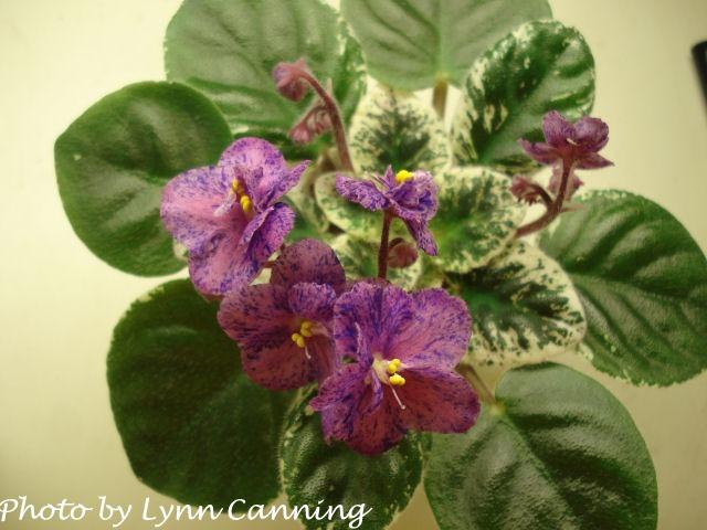 Dean's Freckles 01/28/1998 (K. Hobbs-Gregg) Single-semidouble pink/blue fantasy. Variegated medium green and white, pointed. Semiminiature (TX Hyb)
