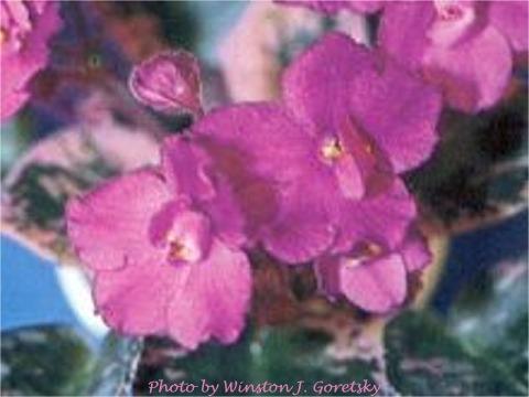 Dean's Ruby 01/28/1998 (K. Hobbs-Gregg) Single-semidouble fuchsia pansy/darker top petals. Variegated dark green, pink and white, heart-shaped. Semiminiature (TX Hyb)