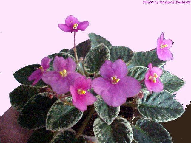 Dean's Sweetheart 06/28/1996 (K. Hobbs-Gregg) Single wine-red sticktite pansy. Variegated green, cream and pink, heart-shaped, pointed, quilted, glossy/red back. Semiminiature (TX Hyb)
