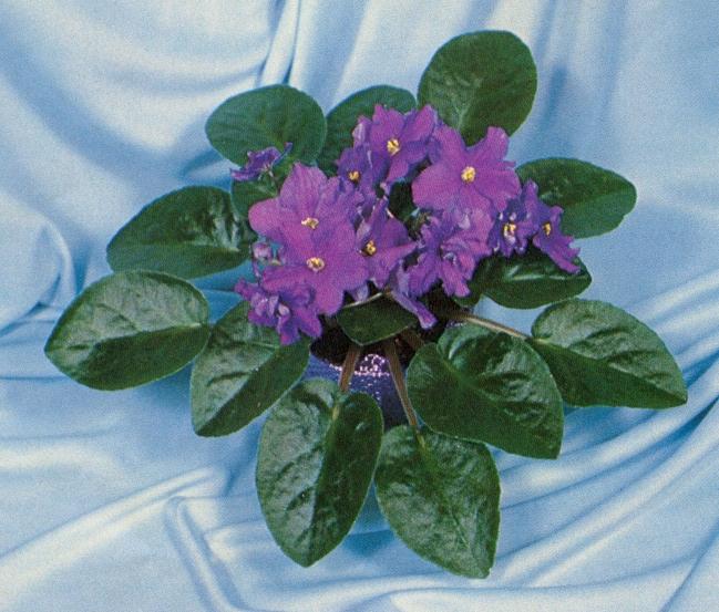 Dear Everett 05/23/1980 (B. Elkin) Semidouble dark blue-orchid star. Pointed. Standard (Western)