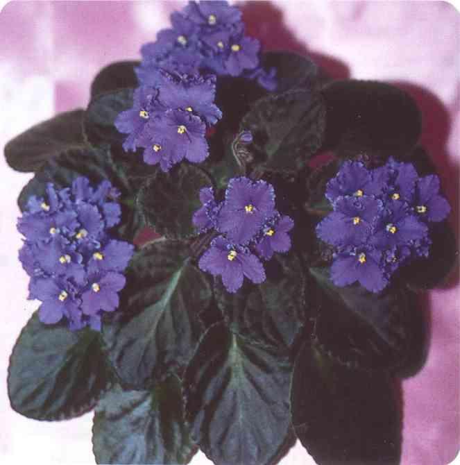 Desir 02/10/1988 (D. Croteau) Semidouble light blue/variable white-green edge. Dark green, quilted/light red back. Large (CA)