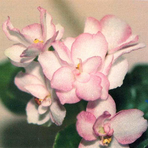 Dib's Cudlie Kitten 01/09/1981 (D. Bearman) Double white/pink frilled edge. Quilted, wavy girl foliage. Standard