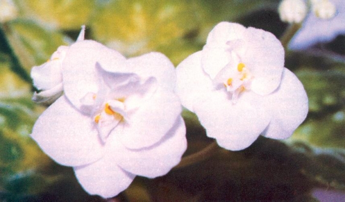 Dib's White Avion 02/11/1980 (D. Bearman) Double white frilled/green tips. Pointed, quilted, ruffled girl foliage. Standard