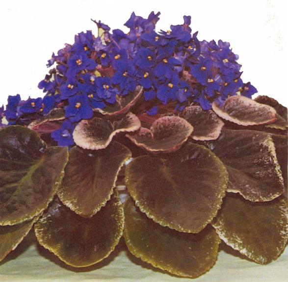 Dixie Joy 09/29/1980 (C. Reed) Double medium blue. Variegated green and pink. Standard (DAVS 446)