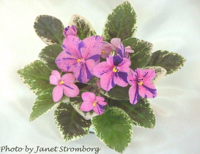Dizzy Lizzy 08/28/1986 (S. Sorano) Double pink/blue fantasy. Variegated green and white, plain. Semiminiature