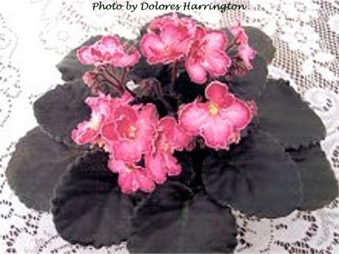 Dolores' Chantilly Lace 01/09/2004 (D. Harrington) Single-semidouble pink pansy/wine top petals, wine fantasy band, thin green-white edge. Medium-dark green, heart-shaped, quilted, hairy, scalloped/red back. Standard