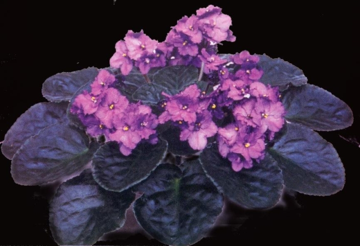 Don's Delight 11/10/1988 (Dottie Wilson) Single-semidouble purple two-tone ruffled pansy. Black-green, ovate, quilted, glossy, scalloped/red back. Large (DAVS 1191, TX Hyb)