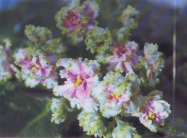 Dora Lee 11/24/1989 (P. Harris) Semidouble chimera fuchsia/pink stripe, green ruffled edge. Light green, ruffled. Standard (Western)
