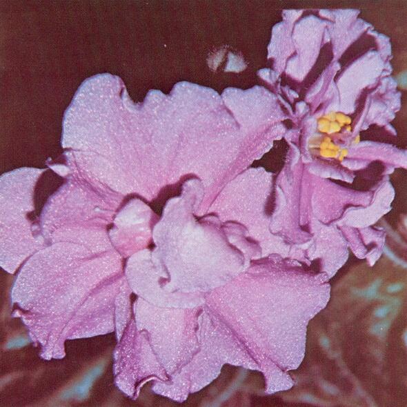 Do's Jean 04/26/1978 (J. Wright) Double lavender fluted star. Plain. Large (DAVS 604)