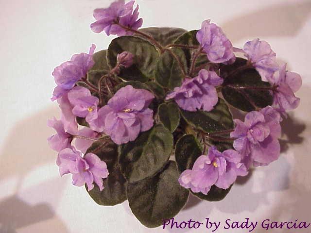 Dotted Dancer (H. Pittman) Semidouble lavender/purple fantasy. Medium green, plain. Semiminiature (DAVS 1578, TX Hyb)