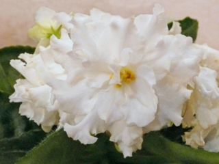 EK-Belaia Koroleva [EK-White Queen] 01/02/2010 (E. Korshunova) Semidouble-double white large wavy star. Medium green, plain. Standard (Russ/Ukr)