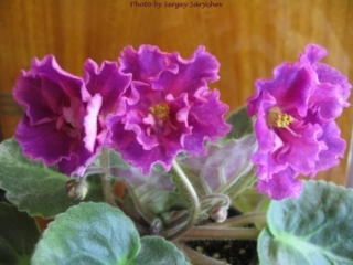 EK-Boginia Krasoty [EK-Goddess of Beauty] 01/17/2006 (E. Korshunova) Double hot pink raspberry large ruffled star/purple-violet fantasy. Dark green, plain. Standard (Russ/Ukr)