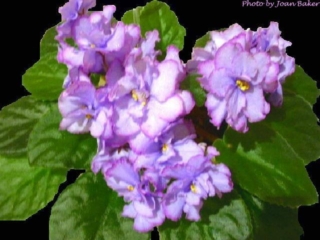 EK-Goluboglazaia Rossiia [EK-Blue-eyed Russia] 01/17/2006 (E. Korshunova) Semidouble-double bright blue large star/purple edge. Medium green, pointed. Standard (Russ/Ukr)