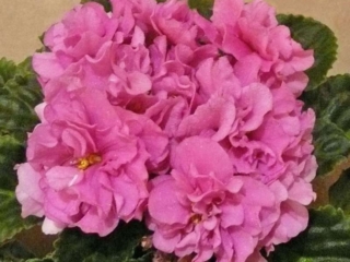 EK-Laskovyi Mai [EK-Sweet May] 01/17/2006 (E. Korshunova) Double bright pink large star. Medium green, plain. Standard (Russ/Ukr)