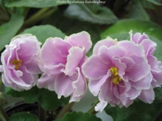 EK-Lubasha 01/17/2006 (E. Korshunova) Double bright pink large ruffled star/wide white-green edge. Medium green, plain. Standard (Russ/Ukr)