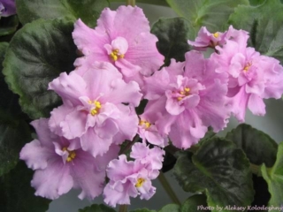 EK-Nezhnost [EK-Tenderness] 01/17/2006 (E. Korshunova) Semidouble-double light pink large star. Dark green, plain. Standard (Russ/Ukr)