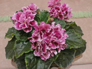 EK-Podarok na Rozhdestvo [EK-Christmas Gift] 01/02/2010 (E. Korshunova) Semidouble-double light raspberry large wavy star/wide white edge. Light green, plain. Standard (Russ/Ukr)