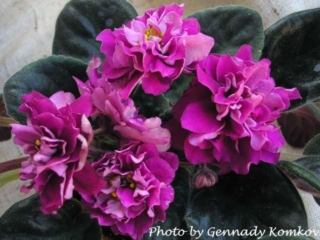 EK-Shakhinia [EK-Persian Empress] 01/17/2006 (E. Korshunova) Double ruby-raspberry large star. Dark green, ovate. Standard (Russ/Ukr)