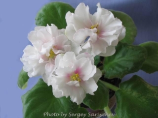 EK-Zhemchuzhnyi Zefir [EK-Winter Cherry] 01/17/2006 (E. Korshunova) Double white large star/pink eye. Medium green, plain. Standard (Russ/Ukr)