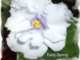 Lyon's Early Spring (S. Sorano) Semidouble white large star/variable blue eye, edge. Variegated medium green and white. Standard