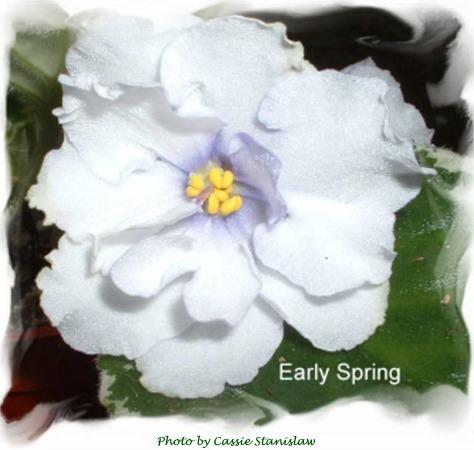 Lyon's Early Spring (S. Sorano) Semidouble white large star/variable blue eye, edge. Variegated medium green and white. Standard