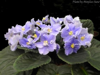 East Wind 06/09/1995 (S. Sorano) Double light blue star. Dark green, quilted, scalloped/red back. Standard