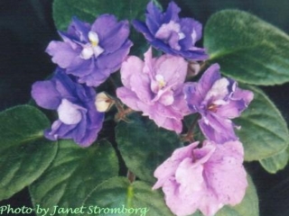 Easter Eggs (J. Swift) Double medium lavender/purple fantasy. Dark green/red back. Standard (TX Hyb)